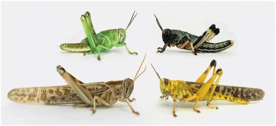 沙漠飞蝗幼虫和成虫的独居形态（左侧）和群居形态（右侧），独居形态的蝗虫无毒，群居形态的蝗虫会释放苯乙腈来防御天敌的捕食 