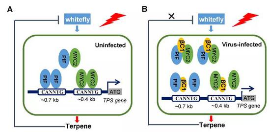红光调控双生病毒-烟粉虱-植物三者互惠共生的模式图