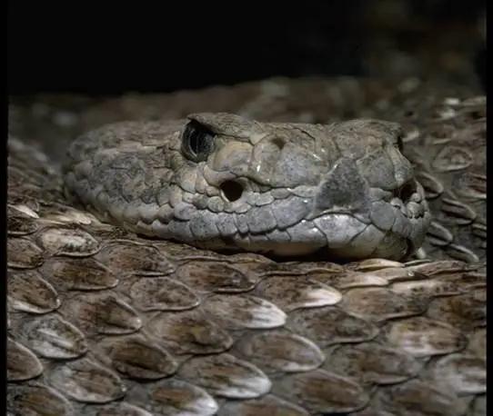 西部菱背响尾蛇，可见眼斜下方的颊窝（图片来源：reptile database）