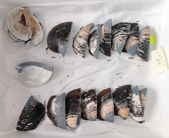 这些北极圆蛤壳，会成为我们推测古代气候情况的参考 