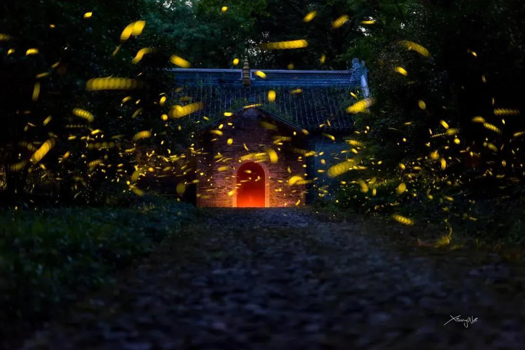 草丛中的“星图” ——一亿年前的“萤火虫”