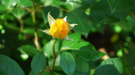 索尼APS-C画幅微单A6300评测