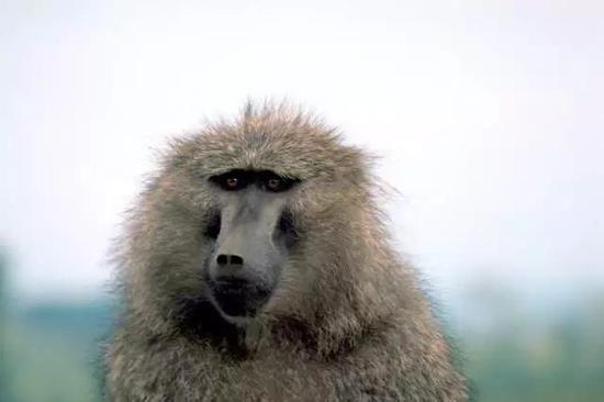 狒狒（图片来源：维基百科）