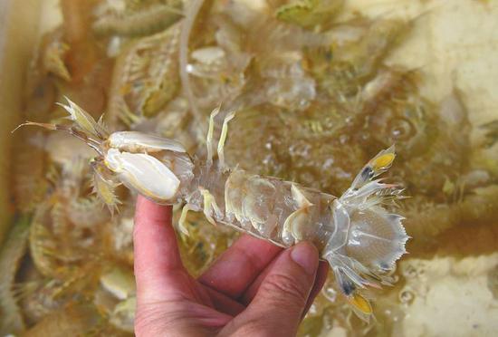 皮皮虾疑似胶状物实为虾黄、虾膏