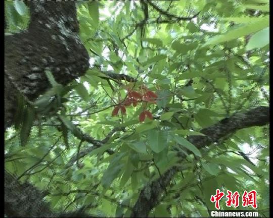 图为视频截图，中国濒危珍贵植物——火焰兰。　杨晓国 摄