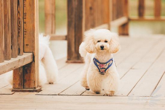 宠物摄影拍摄技巧分享