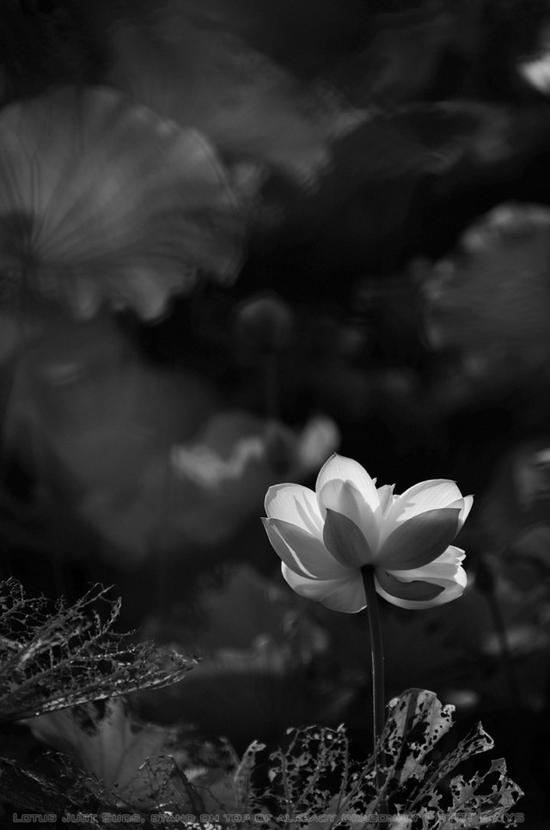 别人拍的黑白叫大片 你拍的怎么那么丧?(2)