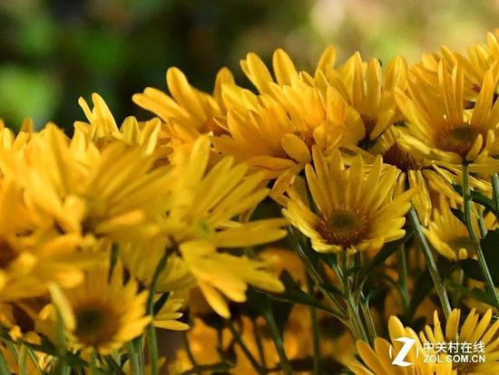 尼康D850十日体验与详测