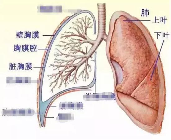 留园网 科技新闻 男子玩游戏连输4小时 把肺气炸了 别不信 肺真的能气炸 6park Com 留园网 科技新闻 男子玩游戏连输4小时 把肺气炸了 别不信 肺真的能气炸 6park Com