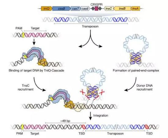▲利用转座子技术定点插入DNA序列的示意图（图片来源：Sam Sternberg/Columbia University Irving Medical Center）