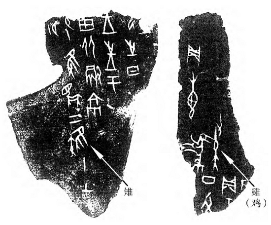 殷墟出土甲骨文“雉”和“鸡”字写法区别 