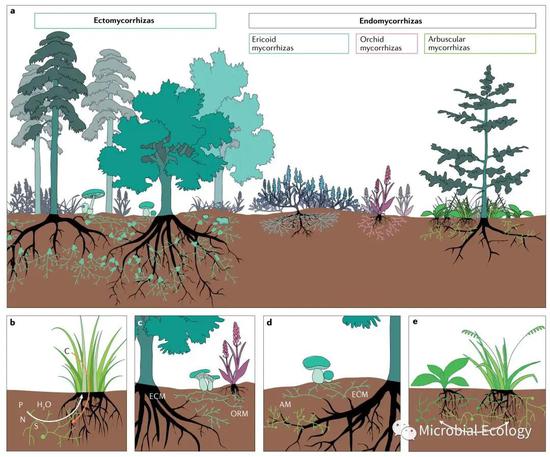 图4 不同植物个体之间通过与真菌形成各种类型的菌根构建起相互联系的地下网络（图片引自文献2）
