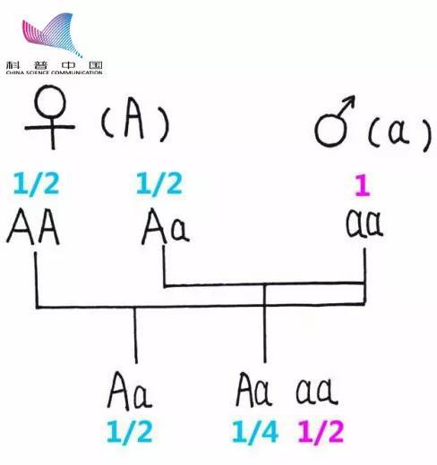 基因组合（图源：作者自制） 