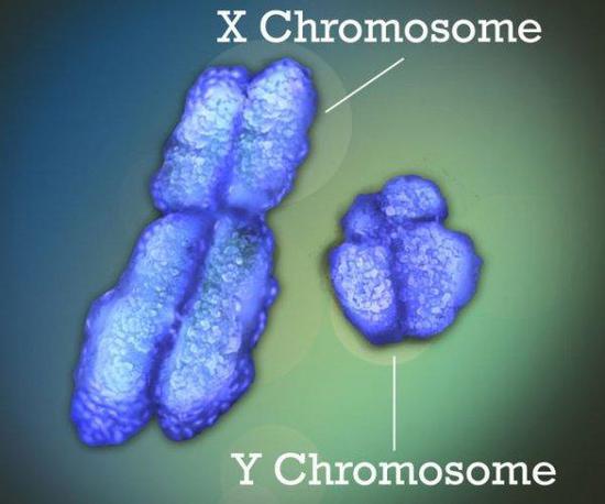  ▲X染色体（左），Y染色体（右）。在性别决定上，XX为雌，XY为雄。