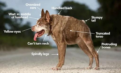 2015年世界最丑犬“Quasimodo”