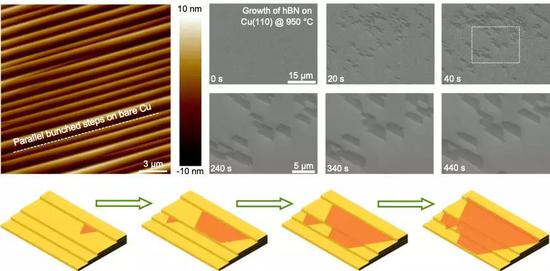 Fig.3 台阶调控六方氮化硼晶畴沿相同取向生长