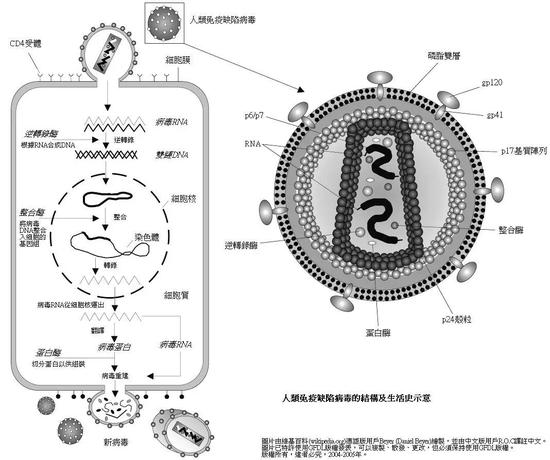 HIV的生活史（图片来源：维基百科）