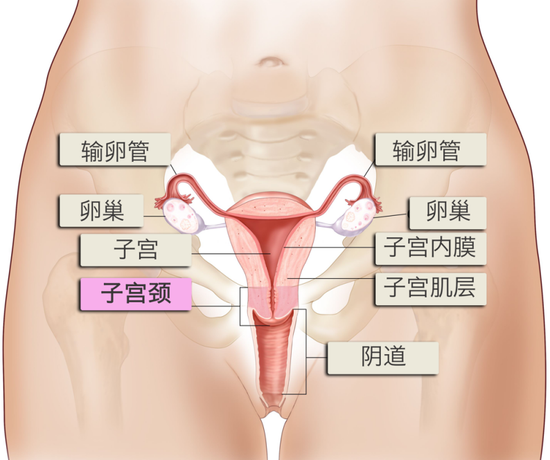 图3 女性生殖系统及子宫颈（来源：NIH）