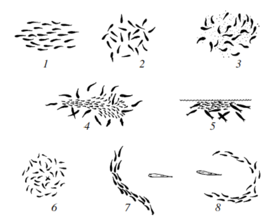 鱼群在不同状态时，有着不同的形态：（1）行进；（2）休息；（3）进食；（4、5）被很多捕食者围攻；（6）警戒周围；（7、8）躲避单个捕食者 