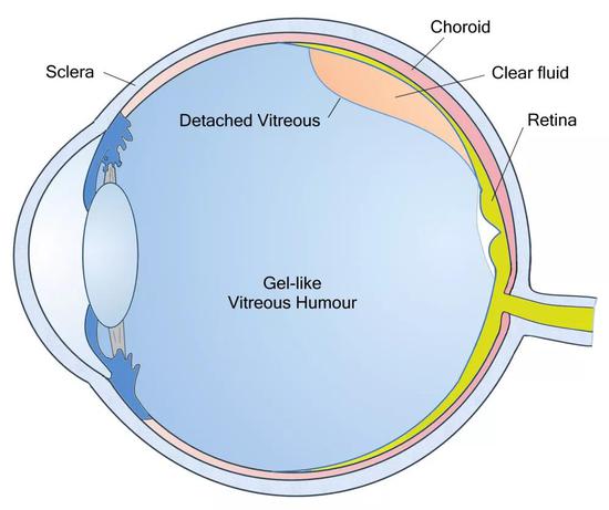 眼球中的玻璃体（图中vitreous humour所指区域）