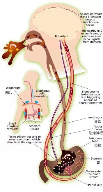 通过呕吐排出有毒物质