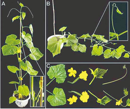 西双版纳无卷须黄瓜的叶腋处，变态侧枝在正常卷须的生长位置替代了正常卷须。杨学勇供图