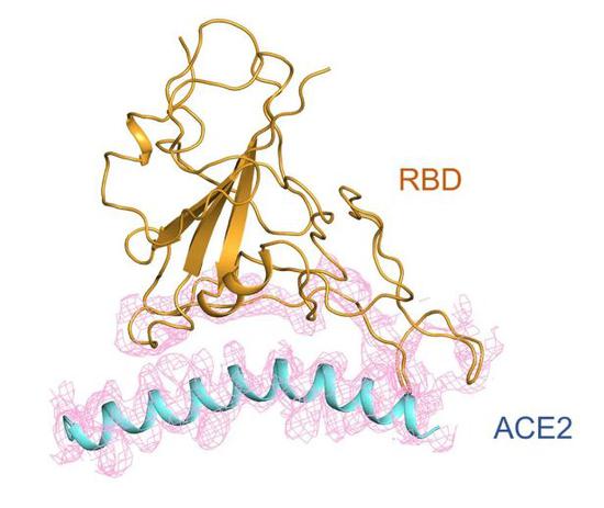 RBD和ACE2的相互作用示意图。