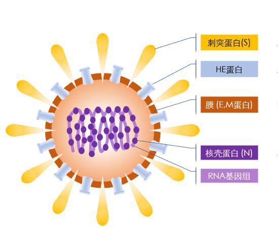 新冠病毒比非典更容易传染吗 可以从这个角度来讨论 Rna 人体细胞 新浪科技 新浪网