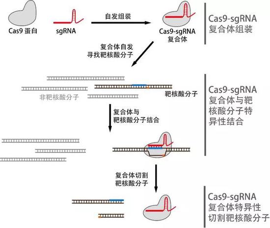 CRISPR/Cas9技术机理示意图。一段与靶核酸序列互补的sgRNA（引导RNA）分子与CRISPR的效应蛋白Cas9形成Cas9-sgRNA复合体后，可在复杂条件下自主寻找靶核酸分子，并一步完成特异性结合与切割。（图片来源：研究团队）