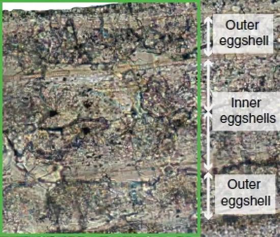慈母鸟蛋壳有两层。图片来源：参考文献 [1]