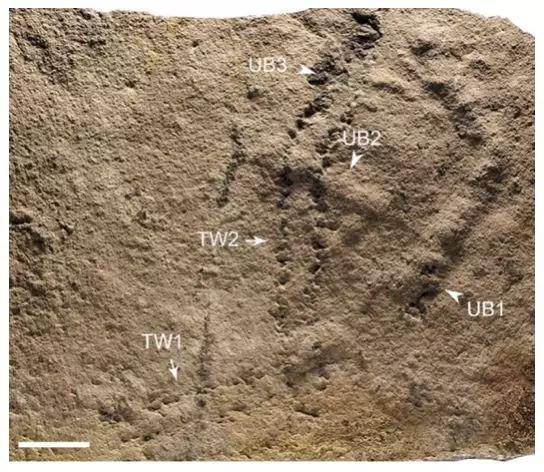 远古生物留下的凹陷脚印（图中TW），以及菌席下部活动形成的潜穴（图中UB）。图片来源：参考文献[1]