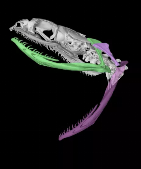 渔游蛇（Xenochrophis piscator）方骨及下颌在闭口（绿色显示）和开口（浅紫色）状态下的变化
