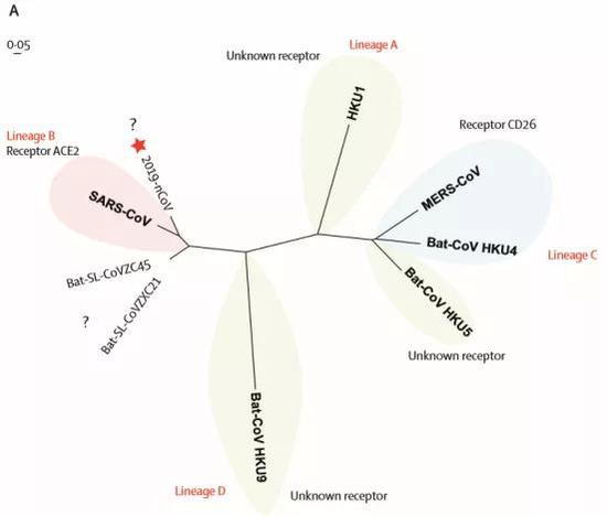图3：不同β-冠状病毒受体结合区的系统发育分析。红色五角星突出显示了2019-nCoV，？意味着病毒使用的受体仍然未知