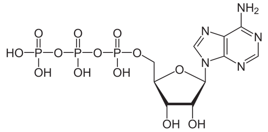 ATP分子结构，包含3个磷酸基团（