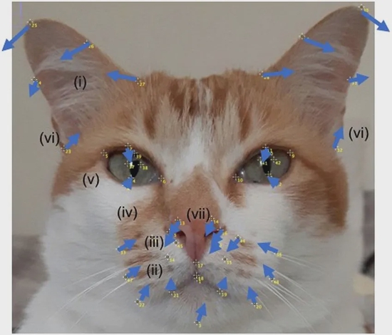 　图为猫脸的镜像显示。