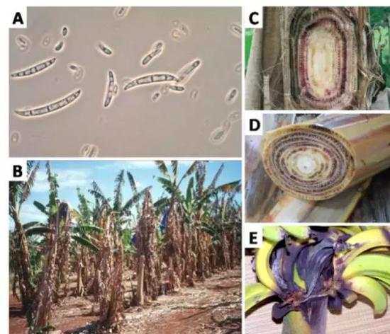 显微镜下的香蕉枯萎病菌形态为诡异的香蕉形状（A），该病会导致香蕉树大片死亡，病菌可随风传至临近的香蕉林继续感染其它香蕉树（B）。感染该病后的香蕉树从内而外发生褐腐并很快枯萎（C-E），往往导致香蕉林大面积减产并死亡