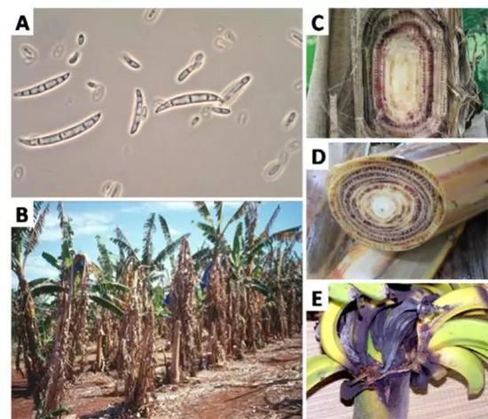 显微镜下的香蕉枯萎病菌形态为诡异的香蕉形状（A），该病会导致香蕉树大片死亡，病菌可随风传至临近的香蕉林继续感染其它香蕉树（B）。感染该病后的香蕉树从内而外发生褐腐并很快枯萎（C-E），往往导致香蕉林大面积减产并死亡（图片来源见参考文献，有改动）