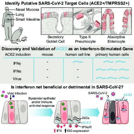  ▲研究示意图（图片来源：参考资料[1]； Credit： Shalek Lab）