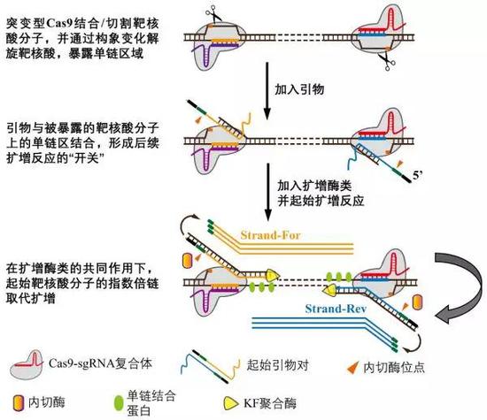 CRISDA技术作用机理简图。（图片来源：研究团队）