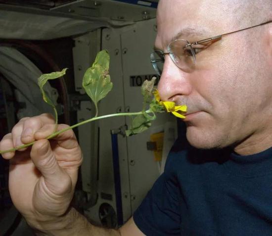 June 2012： Astronaut Don Pettit sniffing the bloom of his personal experiment to grow sunflowers on the space station。 Image credit：NASA