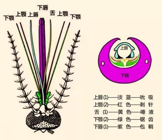 刺吸式口器的构造图片