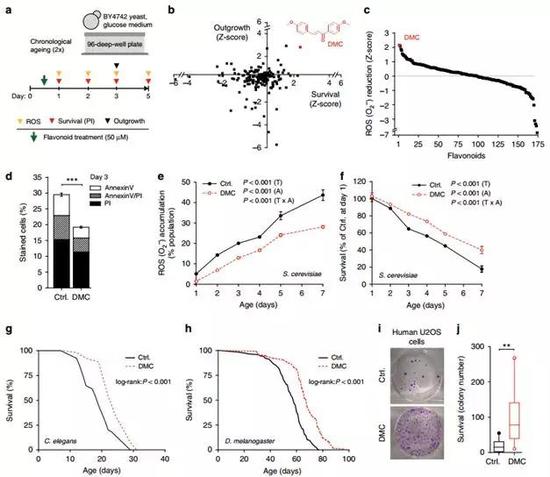 4，4‘-二甲氧基查耳酮延长酵母、线虫、果蝇和人体细胞的寿命　4，4‘-二甲氧基查耳酮（DMC）存在于明日叶（Angelica keiskei，有人说明日叶就是秦始皇派徐福远渡重洋寻找的“长寿仙草”）的叶柄和叶中，依赖特定的GATA转录因子激活自噬，延缓衰老（Carmona-Gutierrez et al。， 2019）。