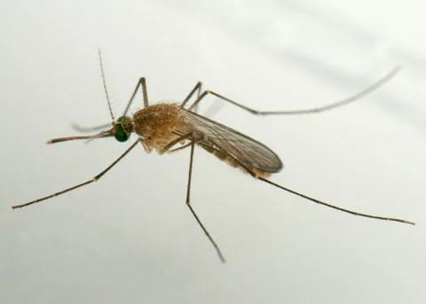 雌性库蚊（Culex quinquefasciatus）丨Peter J。 Bryant/nathistoc.bio.uci.edu