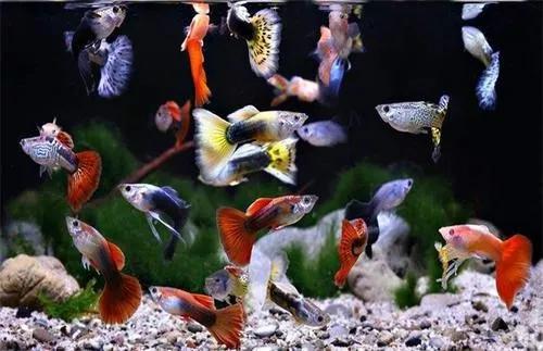 孔雀鱼（图片来源于网络）