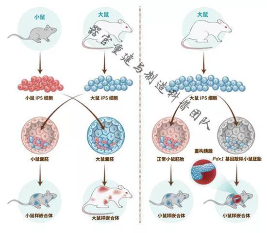 　（图片由作者提供）