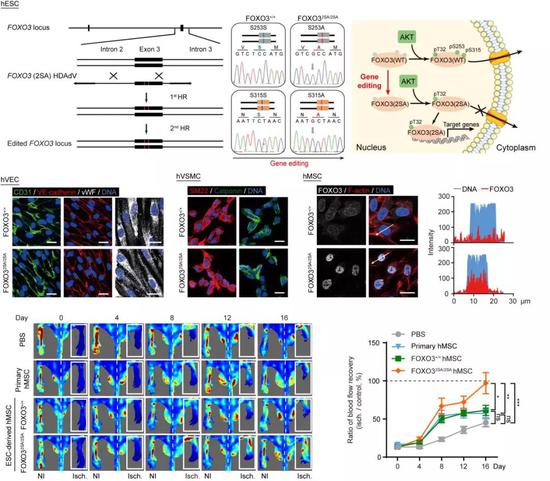 图1 通过基因编辑产生FOXO3功能增强的人类血管细胞，用于治疗缺血性血管病变