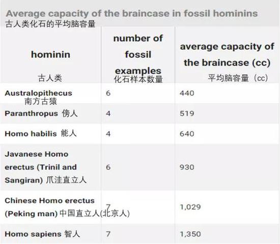 各种化石样本的数量及平均脑容量。图源：https://www.britannica.com/science/human-evolution/Increasing-brain-size