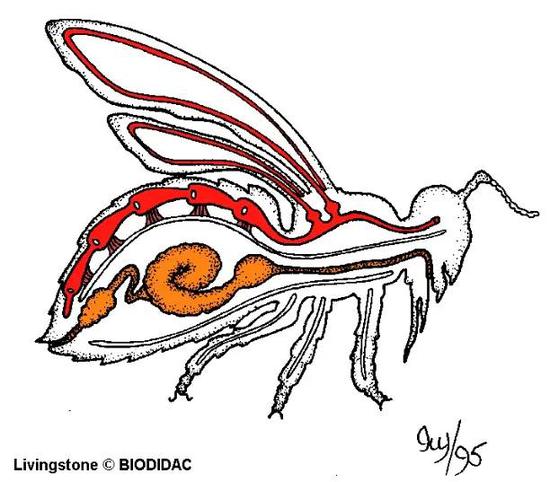 昆虫的循环系统（红色）是开放式的，无法维持体温恒定，因此活跃程度随环境温度的不同而变化 | BIODIDAC