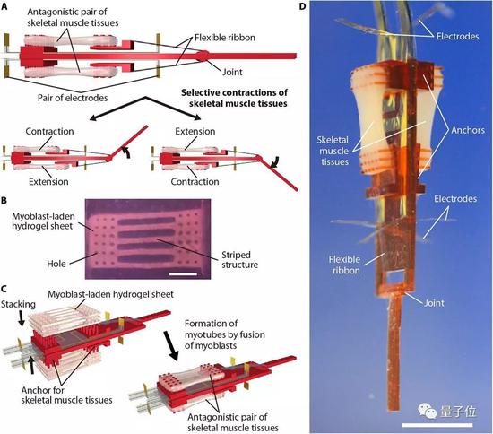 日本用活体肌肉构建机械臂,人类与机器融合取得新突破
