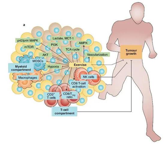 运动改变了肿瘤微环境的免疫组成（蓝框），降低了先天免疫细胞群的比例，增加了T细胞和天然杀伤细胞的比例，同时改变了肿瘤微环境的代谢（绿框），减少缺氧等